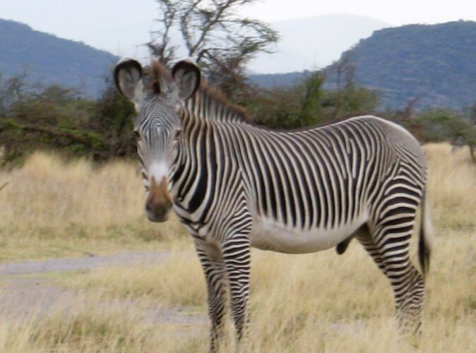 Grevy’s zebra in Samburu National Reserve on a 5-day Kenya budget safari covering Samburu, Ol Pejeta and Aberdare with African Affarble Expedition Limited