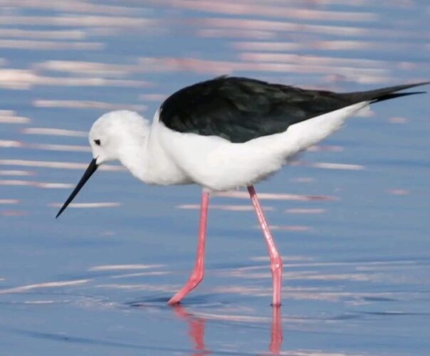 Black-Winged Stilt – Graceful Wetland Bird of Kenya Black-winged stilt wading in a Kenyan wetland during a budget kenya bird watching safaris with African Affarble Expeditions Limited