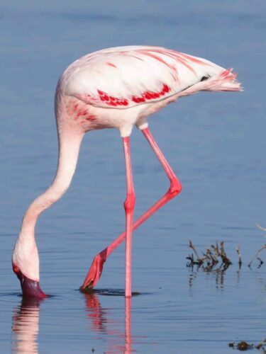 Greater flamingo in Kenya on a family-friendly budget safari wildlife holiday