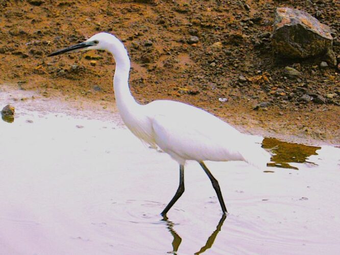 Great Egret – Elegant Waterbird of Kenya’s Rift Valley Lakes Great egret wading in a Rift Valley lake during a luxury birding safari in Kenya with African Affarble Expeditions Limited