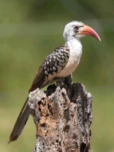 Hornbill perched in Samburu during the 6-Day Mount Kenya & Samburu Luxury Birding Safari with African Affarble Expeditions Limited