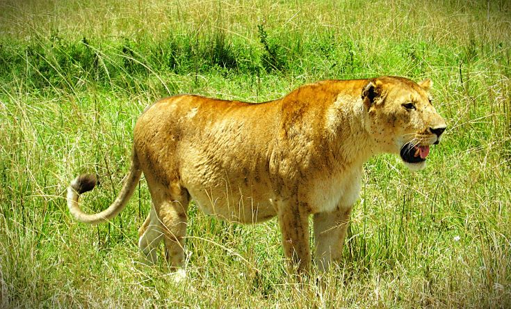 Lioness in Kenya savannah during a luxury Big Five fly-in safari