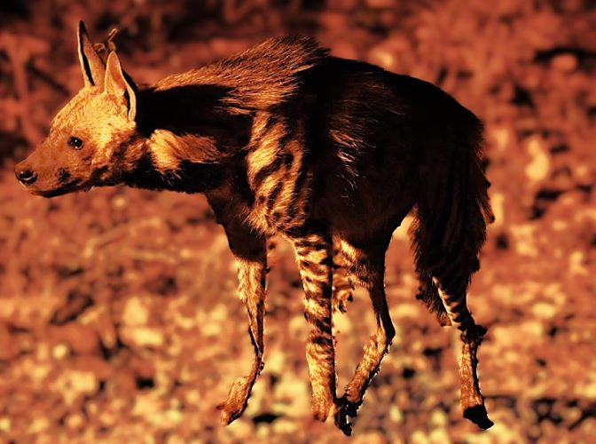 Striped hyena in Lake Nakuru on a family-friendly Kenya budget safari