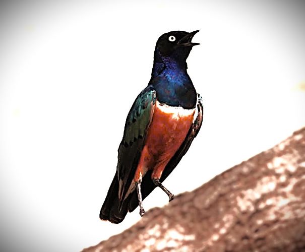 6-Day Mount Kenya & Samburu Luxury Birding Safari Superb Starling Kenya