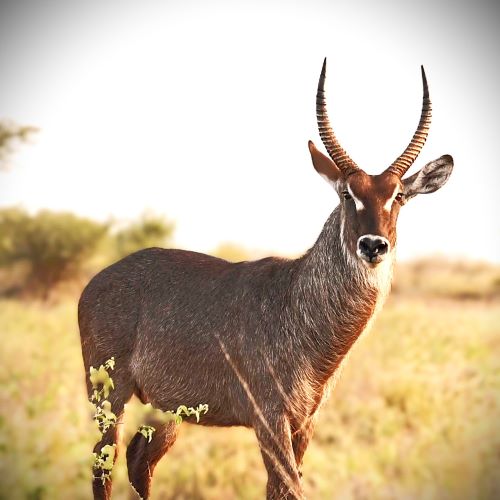 Waterbuck in Kenya on a family-friendly budget safari wildlife holiday