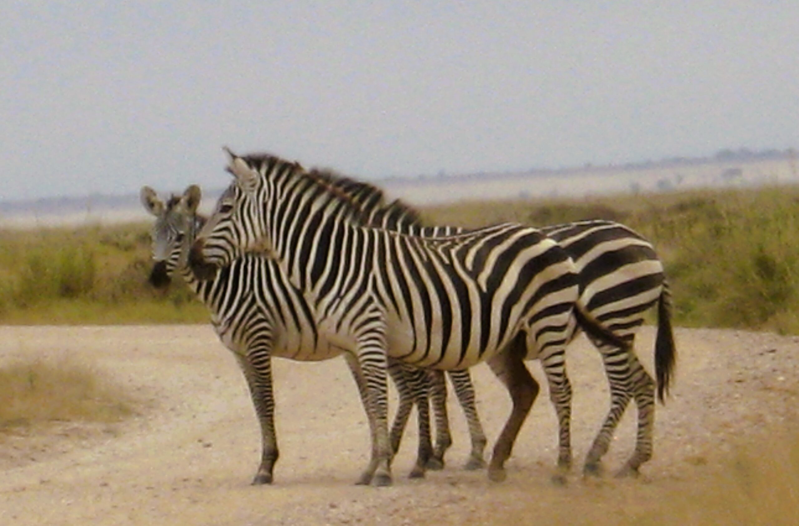 Herds of Common Zebra – Herds of common zebra grazing in the savannah