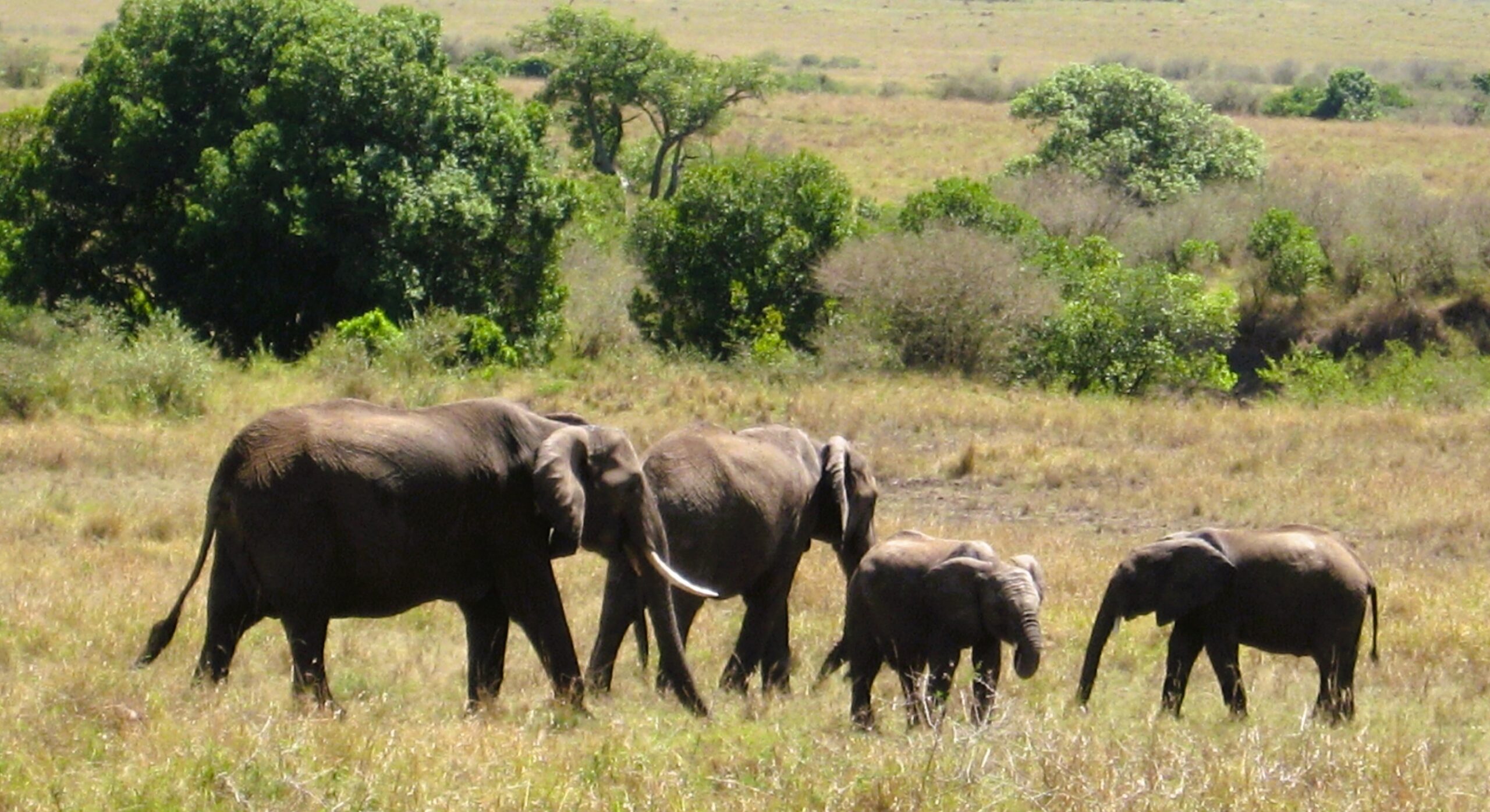 Herd of elephants grazing peacefully in the Kenyan savannah on a 10-Day Affordable Kenya Honeymoon Adventure