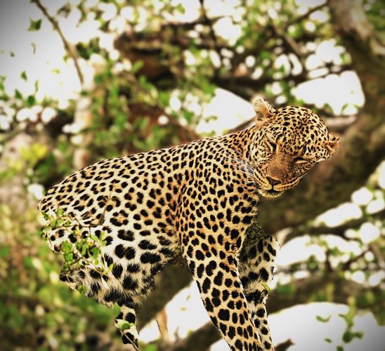 Resting Leopard Resting leopard in the wild during
