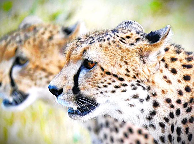 Cheetah in the Wild – 8-Day Luxury Honeymoon Safari & Beach Holiday Cheetah in the wild during an 8-Day Luxury Honeymoon Safari & Beach Holiday in Kenya