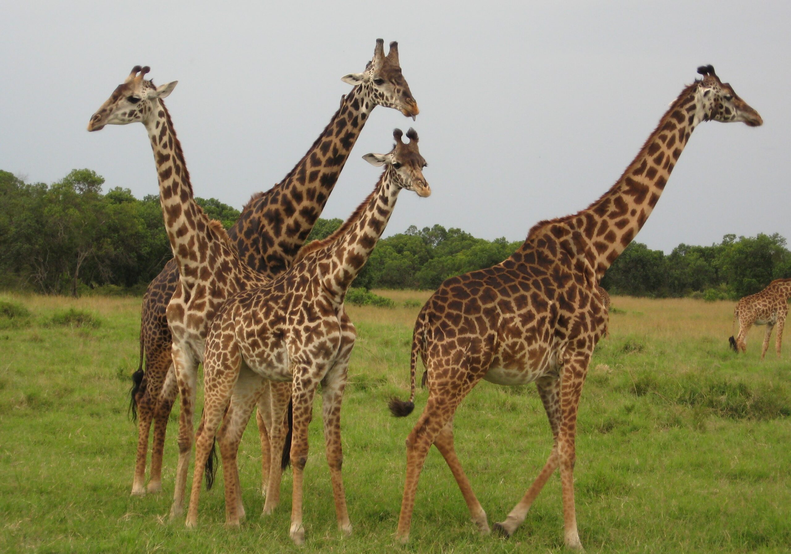 Reticulated Giraffe – 12-Day Ultimate Luxury Honeymoon Safari & Beach Escape Reticulated giraffe in Masai Mara during a 12-Day Ultimate Luxury Honeymoon Safari & Beach Escape in Kenya