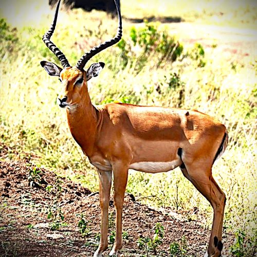 Male impala with long curved horns standing alert in the Kenyan savannah on a wildlife safari