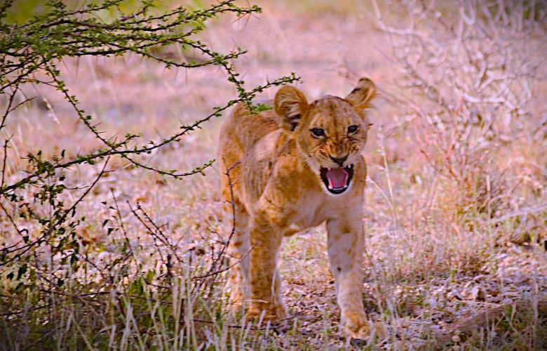 Lion Cub in the Bush – 12-Day Ultimate Luxury Honeymoon Safari & Beach Escape Lion cub roaming in the bush during a 12-Day Ultimate Luxury Honeymoon Safari & Beach Escape in Kenya