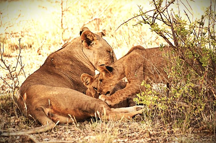 Lion mother resting protectively with her cubs in the Kenyan savannah during a Kenya safari