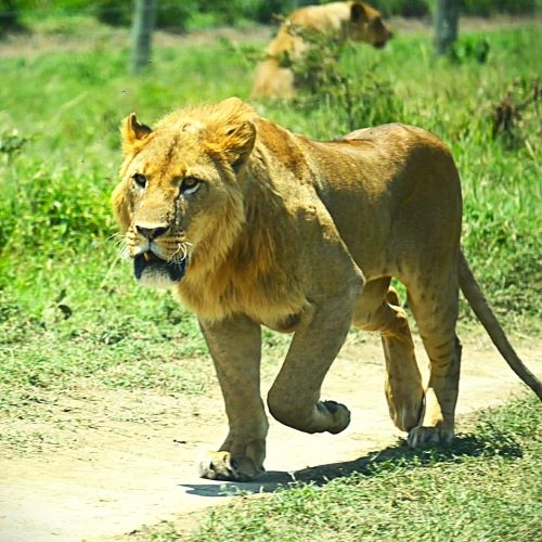 Lion Walking – 8-Day Luxury Honeymoon Safari & Beach Holiday in Kenya Lion walking gracefully in the savannah during an 8-Day Luxury Honeymoon Safari & Beach Holiday in Kenya