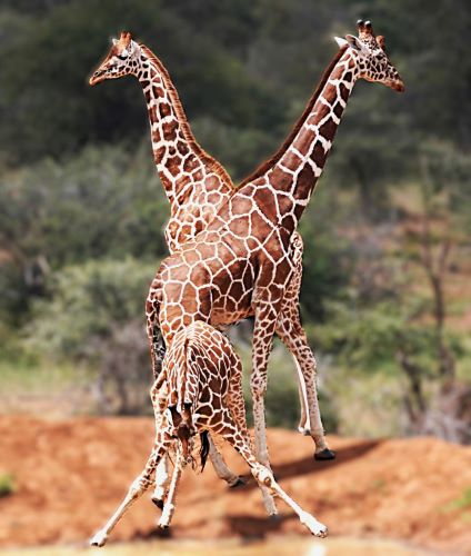 Reticulated giraffe standing gracefully in Samburu National Reserve
